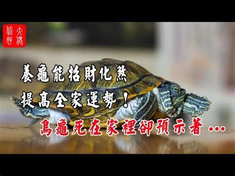 烏龜代表什麼意思|烏龜是什麼神？探索烏龜在神話與文化中的象徵意義